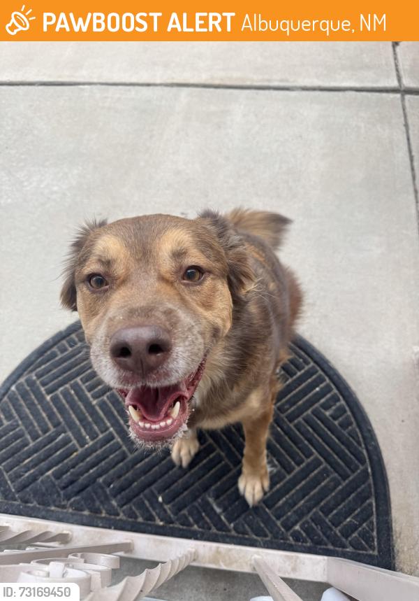 Found/Stray Female Dog last seen Montecillo Dr. NW & Pineleaf Pl. NW, Albuquerque, NM 87114