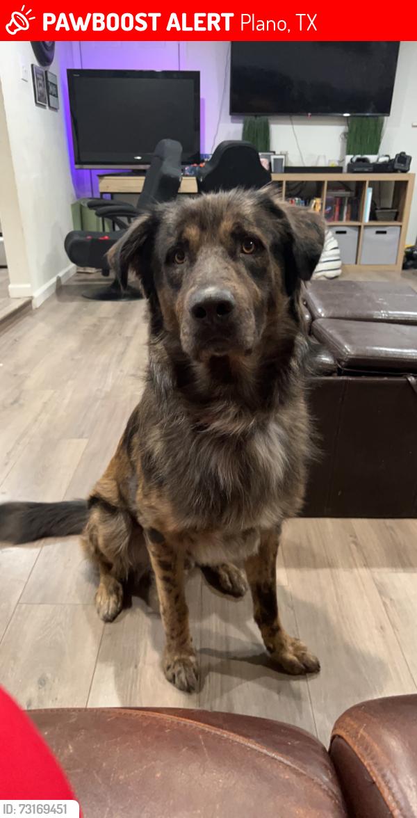 Lost Male Dog last seen Carpenter Park Recreational Center, Plano, TX 75024