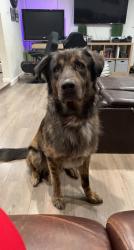 Lost Male Dog last seen Carpenter Park Recreational Center, Plano, TX 75024