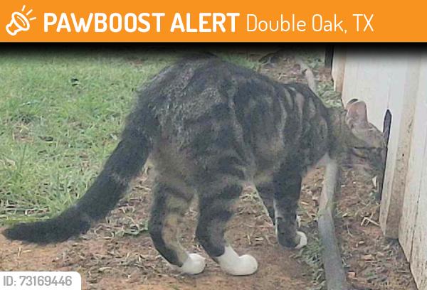 Found/Stray Unknown Cat last seen Cross timbers drive and tanglewood, Double Oak, TX 75077