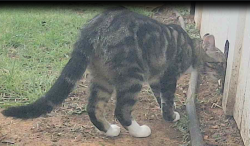 Found/Stray Unknown Cat last seen Cross timbers drive and tanglewood, Double Oak, TX 75077