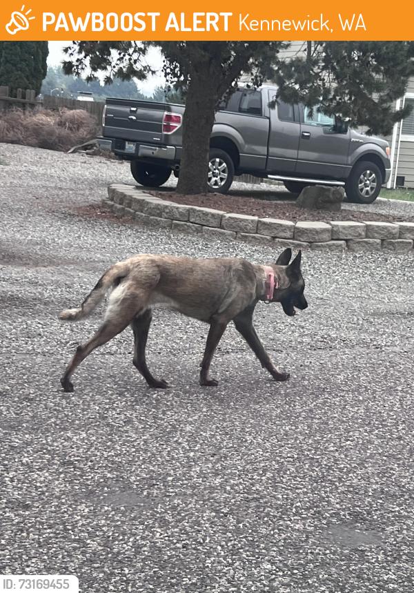 Found/Stray Female Dog last seen 17th place and Currant Kennewick wa, Kennewick, WA 99338