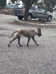 Found/Stray Female Dog last seen 17th place and Currant Kennewick wa, Kennewick, WA 99338