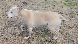 Lost Female Dog last seen Stone hse rd, Rocky Point, NC 28457