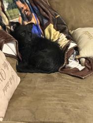 Lost Male Dog last seen harvest crest court, East Highland Park, VA 23223