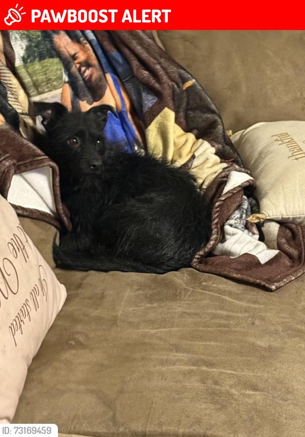 Lost Male Dog last seen harvest crest court, East Highland Park, VA 23223