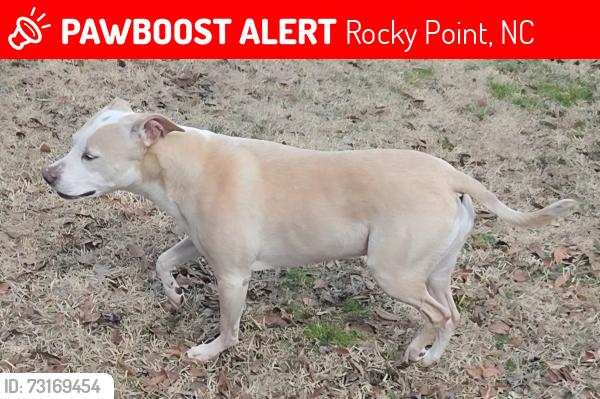 Lost Female Dog last seen Stone hse rd, Rocky Point, NC 28457