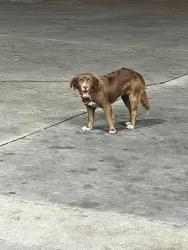 Found/Stray Unknown Dog last seen Liberty gas station by the interstate on w edgemont ave, Montgomery, AL 36105