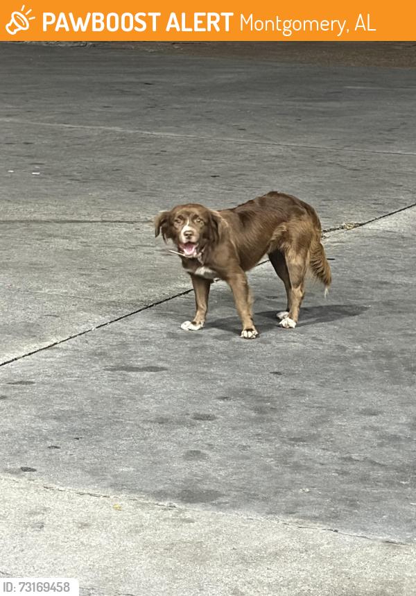 Found/Stray Unknown Dog last seen Liberty gas station by the interstate on w edgemont ave, Montgomery, AL 36105
