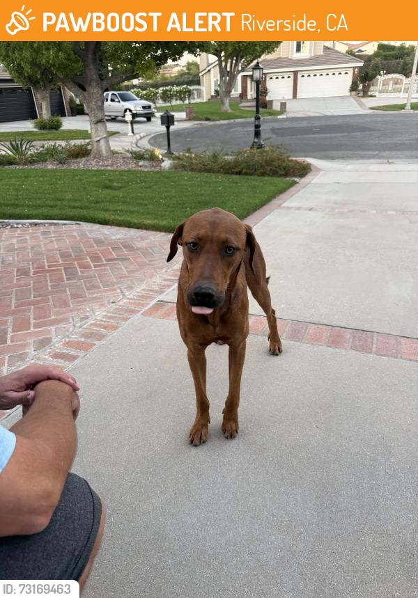 Found/Stray Male Dog last seen Bradley and Eastgate, Riverside, CA 92506