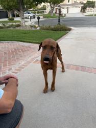 Found/Stray Male Dog last seen Bradley and Eastgate, Riverside, CA 92506