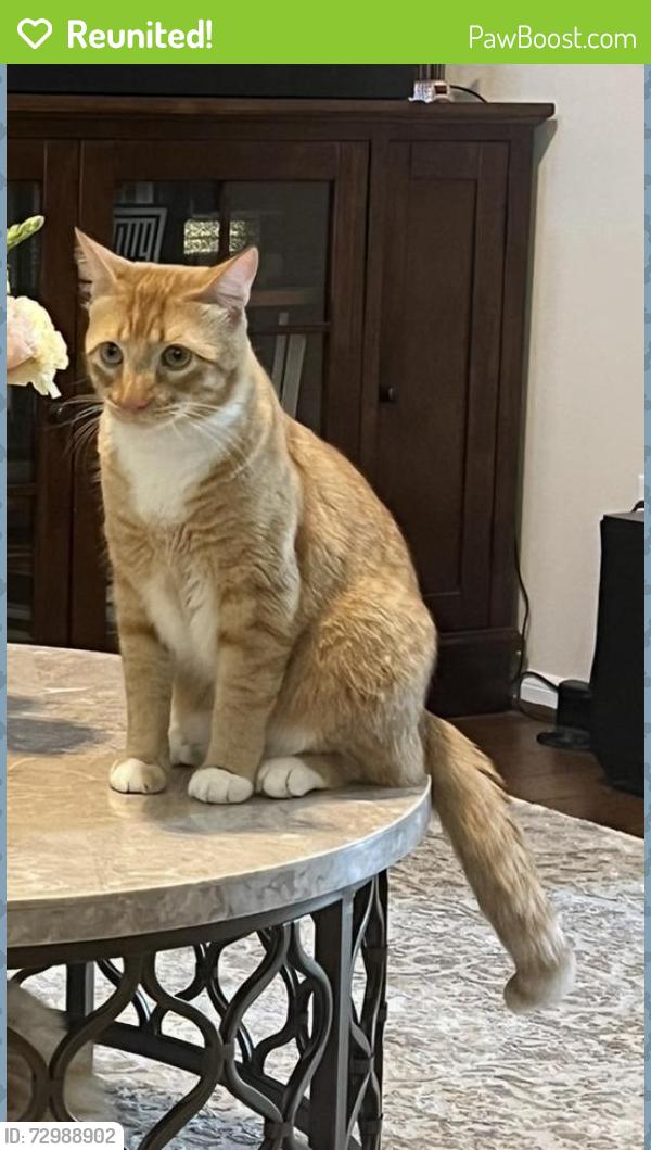 Reunited Male Cat last seen Sonterra Ln and Garland Hills, Richmond, TX 77407