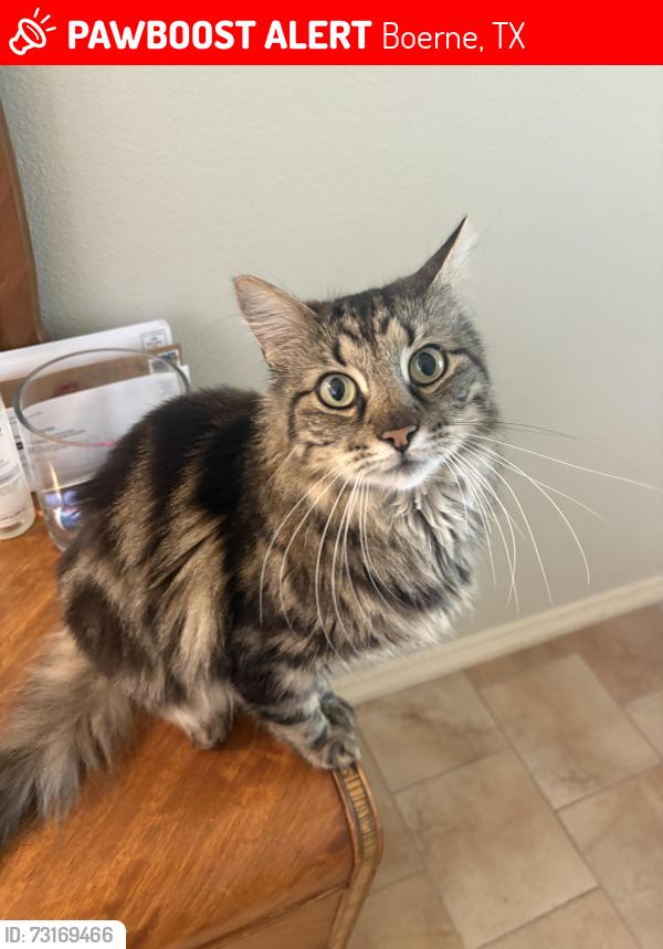 Lost Male Cat last seen On Katie Court in Boerne Heights Subdivision, Boerne, TX 78006
