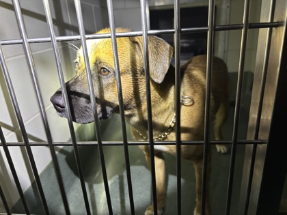 Shelter Stray Unknown Dog last seen Near Kendra Way, Fairfax County, VA, 4500 West Ox Rd, Fairfax, VA 22030, USA