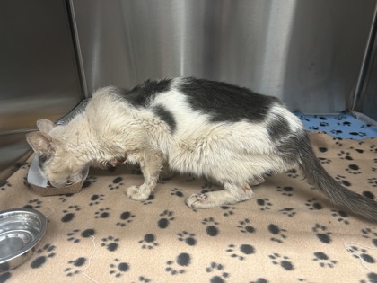 Shelter Stray Unknown Cat last seen 2500-D326 CENTER ST NW, Atlanta, GA, 1251 Fulton Industrial Blvd NW, Atlanta, GA 30336, USA