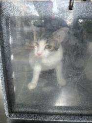 Shelter Stray Unknown Cat last seen Near N Sylvania, North District, TX, 355 Hillshire Dr, Haslet, TX 76052, USA