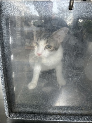 Shelter Stray Female Cat last seen Near N Sylvania, North District, TX, 355 Hillshire Dr, Haslet, TX 76052, USA