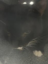 Shelter Stray Unknown Cat last seen Near N Sylvania, North District, TX, 355 Hillshire Dr, Haslet, TX 76052, USA