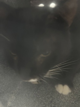 Shelter Stray Male Cat last seen Near N Sylvania, North District, TX, 355 Hillshire Dr, Haslet, TX 76052, USA