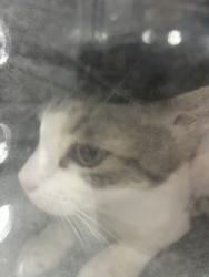 Shelter Stray Unknown Cat last seen Near N Sylvania, North District, TX, 355 Hillshire Dr, Haslet, TX 76052, USA