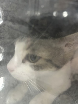 Shelter Stray Male Cat last seen Near N Sylvania, North District, TX, 355 Hillshire Dr, Haslet, TX 76052, USA