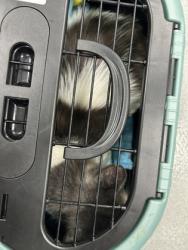 Shelter Stray Unknown Cat last seen Near N Sylvania, North District, TX, 355 Hillshire Dr, Haslet, TX 76052, USA
