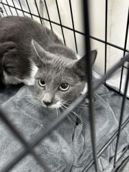 Shelter Stray Unknown Cat last seen Near N Sylvania, North District, TX, 355 Hillshire Dr, Haslet, TX 76052, USA