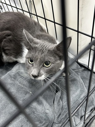 Shelter Stray Female Cat last seen Near N Sylvania, North District, TX, 355 Hillshire Dr, Haslet, TX 76052, USA