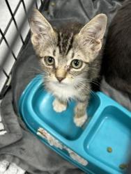 Shelter Stray Unknown Cat last seen Near N Sylvania, North District, TX, 355 Hillshire Dr, Haslet, TX 76052, USA