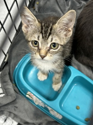 Shelter Stray Male Cat last seen Near N Sylvania, North District, TX, 355 Hillshire Dr, Haslet, TX 76052, USA