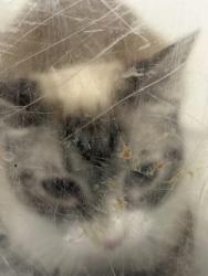 Shelter Stray Unknown Cat last seen Near N Sylvania, North District, TX, 355 Hillshire Dr, Haslet, TX 76052, USA