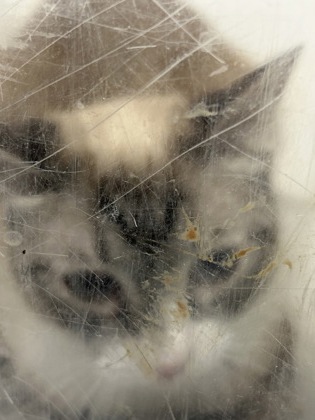 Shelter Stray Male Cat last seen Near N Sylvania, North District, TX, 355 Hillshire Dr, Haslet, TX 76052, USA