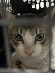 Shelter Stray Unknown Cat last seen Near N Sylvania, North District, TX, 355 Hillshire Dr, Haslet, TX 76052, USA