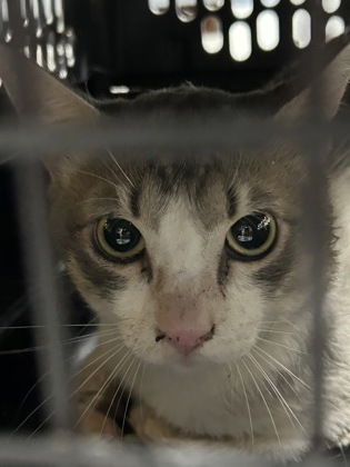 Shelter Stray Male Cat last seen Near N Sylvania, North District, TX, 355 Hillshire Dr, Haslet, TX 76052, USA