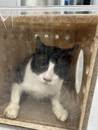 Shelter Stray Male Cat last seen Near N Sylvania, North District, TX, 355 Hillshire Dr, Haslet, TX 76052, USA