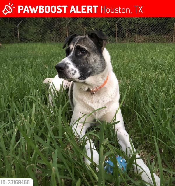 Lost Male Dog last seen Park Place, Houston, TX 77017