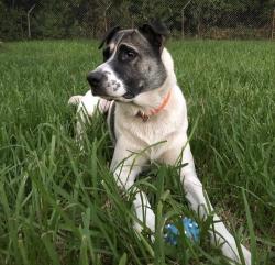 Lost Male Dog last seen Park Place, Houston, TX 77017