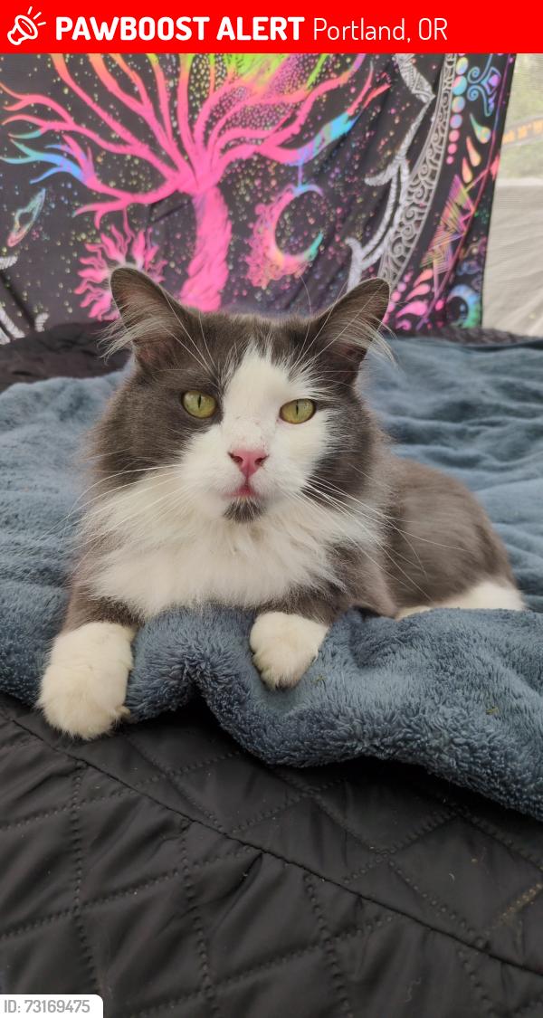 Lost Male Cat last seen N Alaska and chataqua Portland Oregon, Portland, OR 97203