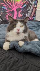 Lost Male Cat last seen N Alaska and chataqua Portland Oregon, Portland, OR 97203