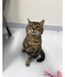 Lost Male Cat last seen Glen burney trail, Blowing Rock, NC 28605