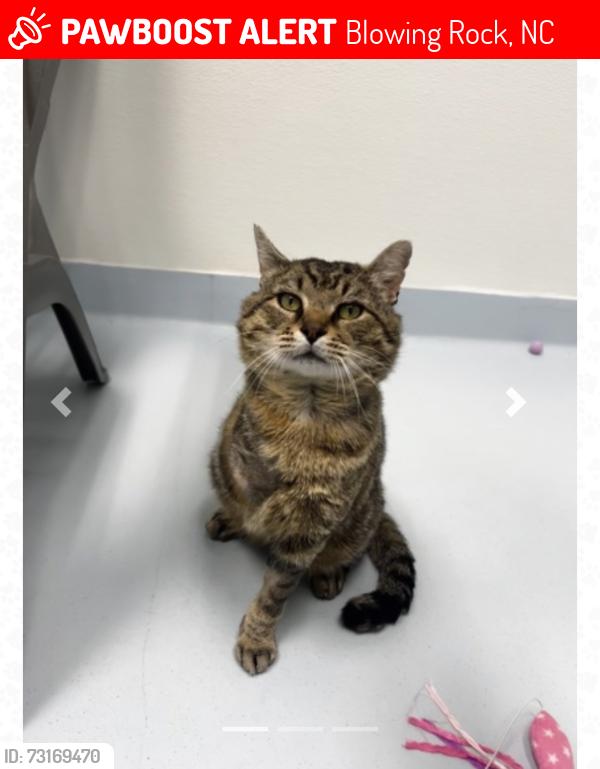 Lost Male Cat last seen Glen burney trail, Blowing Rock, NC 28605