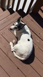 Lost Male Dog last seen Near Harrison Ave, Hammond, IN46324, Hammond, IN 46324