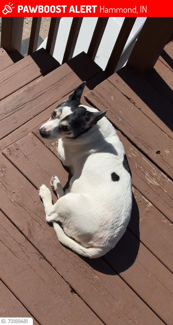 Lost Male Dog last seen Near Harrison Ave, Hammond, IN46324, Hammond, IN 46324