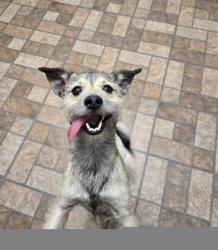 Lost Male Dog last seen Near Martin Elementary School, Brownsville, TX 78520
