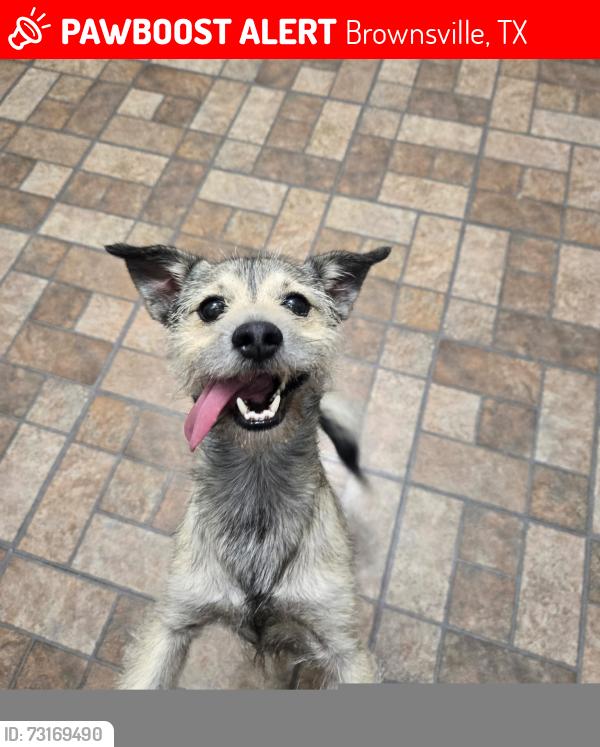Lost Male Dog last seen Near Martin Elementary School, Brownsville, TX 78520