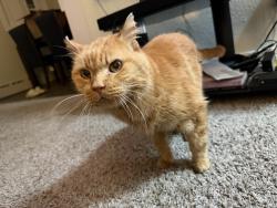 Found/Stray Unknown Cat last seen atlantic/mcphillips st, Winnipeg, MB R2X 2L5