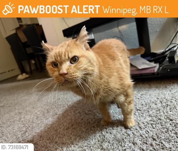 Found/Stray Unknown Cat last seen atlantic/mcphillips st, Winnipeg, MB R2X 2L5
