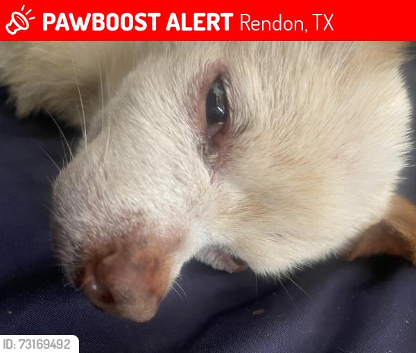 Lost Female Dog last seen Near Forest acre circle north, Rendon, TX 76063