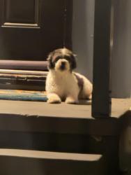 Found/Stray Unknown Dog last seen Springdale/Westminster Blvd., Westminster, CA 92683