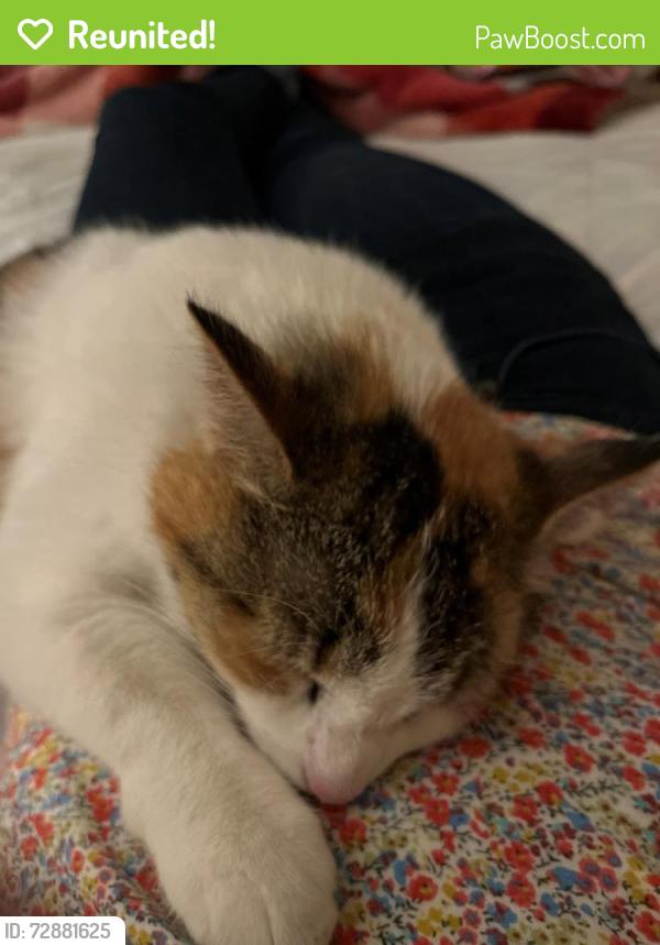 Reunited Female Cat last seen Cottonwood Park, Boise, ID 83713